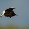 Belorit saharsky - Oenanthe leucopyga - White-crowned wheatear 1423